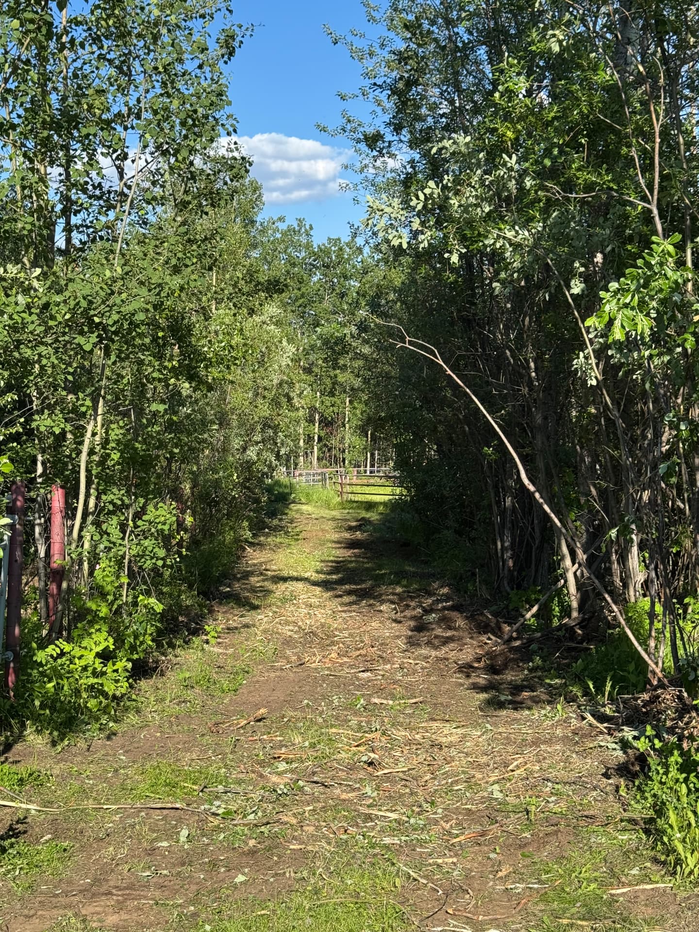 Cleared trail through bush after mulching